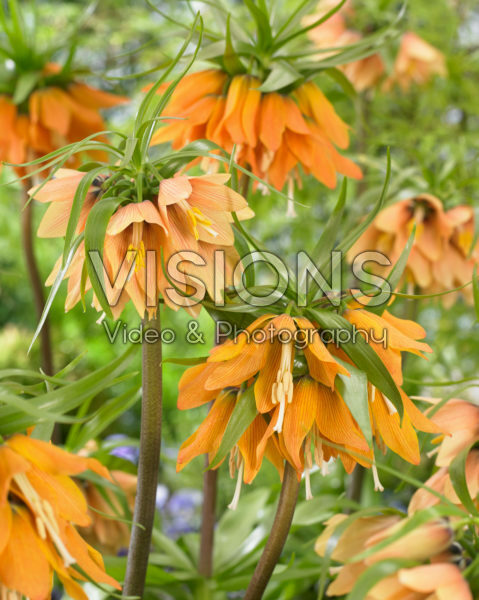 Fritillaria imperialis Early Fantasy, Early Dream