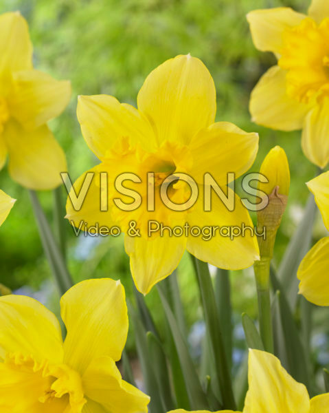 Narcissus Carlton