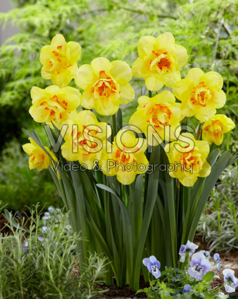 Narcissus Tahiti Narcissus Tahiti