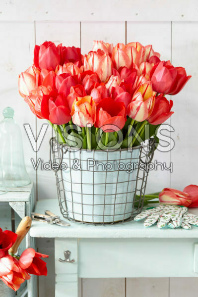 Tulipa Spryng mix