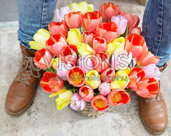 Tulipa kleurenmix