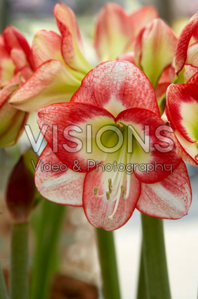 Hippeastrum Cheeky Hippeastrum Cheeky