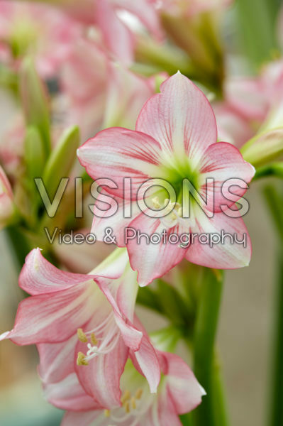 Hippeastrum Pink Rascal ® Hippeastrum Pink Rascal ®