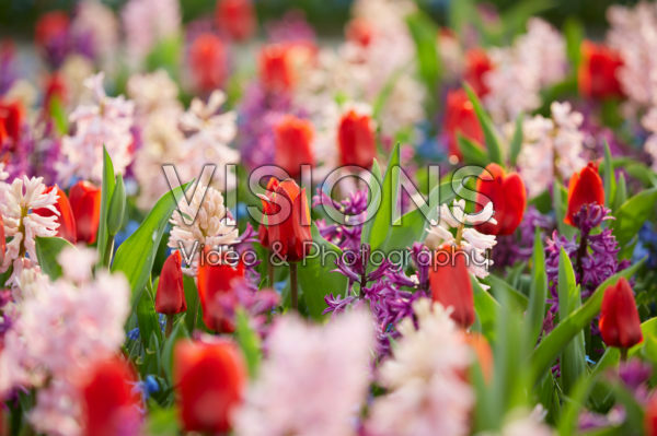 Spring flower mix Spring flower mix