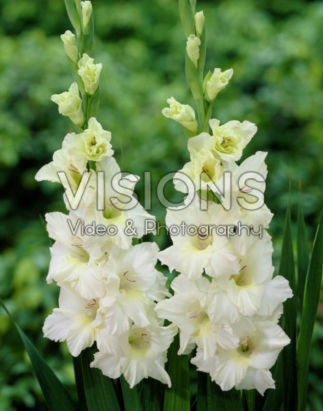 Gladiolus Ivory Priscilla ® Gladiolus Ivory Priscilla ®