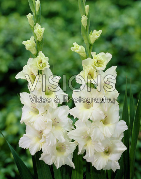 Gladiolus Ivory Priscilla ®