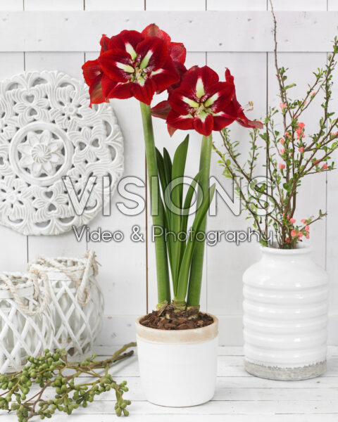 Hippeastrum Barbados Hippeastrum Barbados
