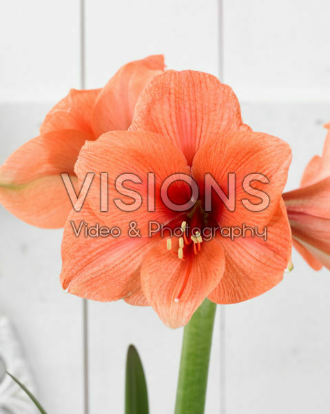 Hippeastrum Bouquet