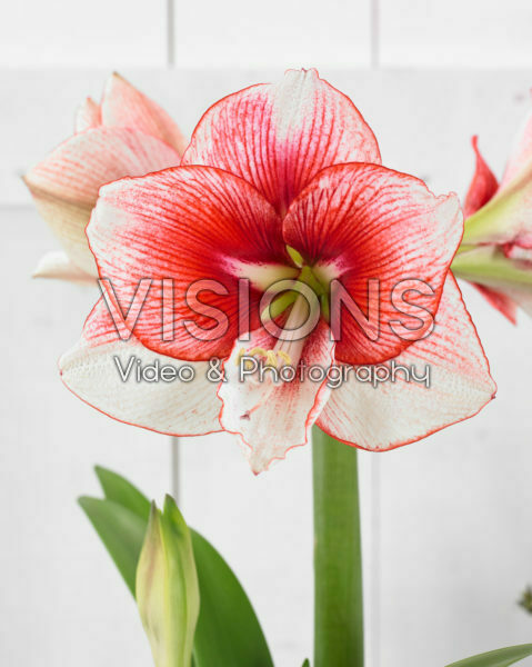Hippeastrum Showmaster Hippeastrum Showmaster