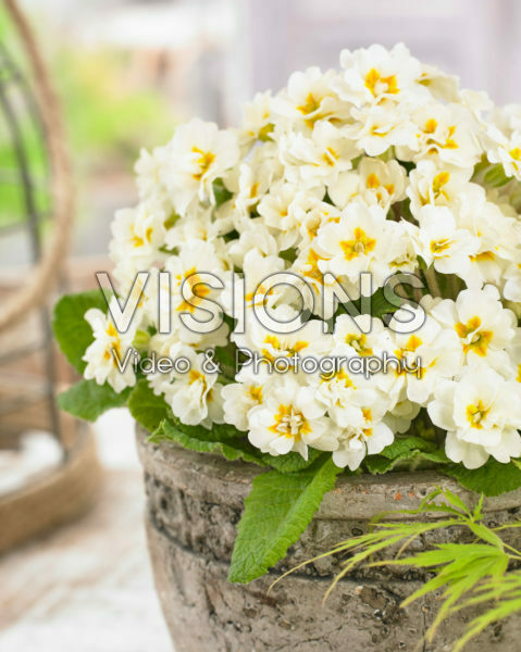 Primula Vanilla Cream Primula Vanilla Cream