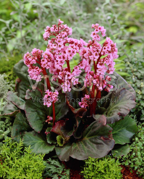 Bergenia Eden's Magic Giant