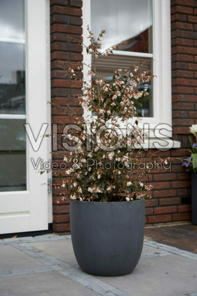 Camellia rosthorniana Cupido ®