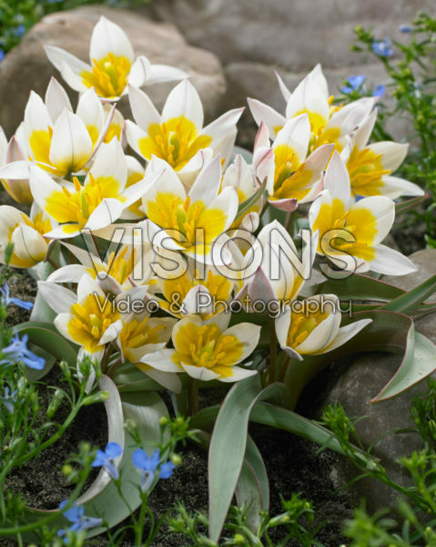 Tulipa orithyioides