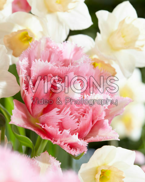 Narcissus Sweet Smiles, Tulipa Crispion Sweet Narcissus Sweet Smiles, Tulipa Crispion Sweet