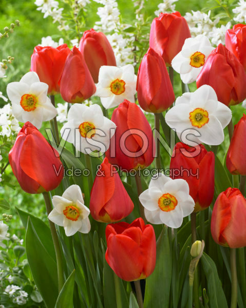 Tulipa Oxford, Narcissus Merlin
