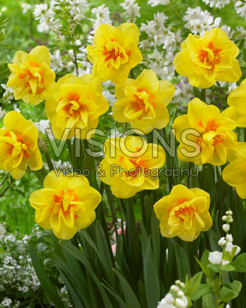 Narcissus dubbel Narcissus dubbel