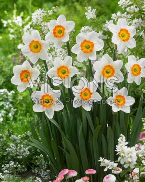 Narcissus Jersey Lace