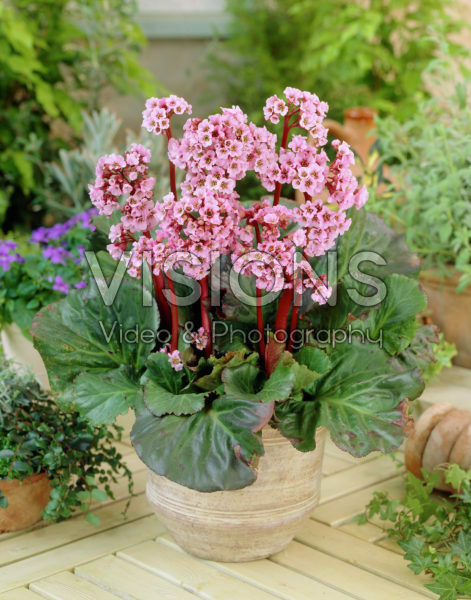 Bergenia Eden's Magic Giant Bergenia Eden's Magic Giant