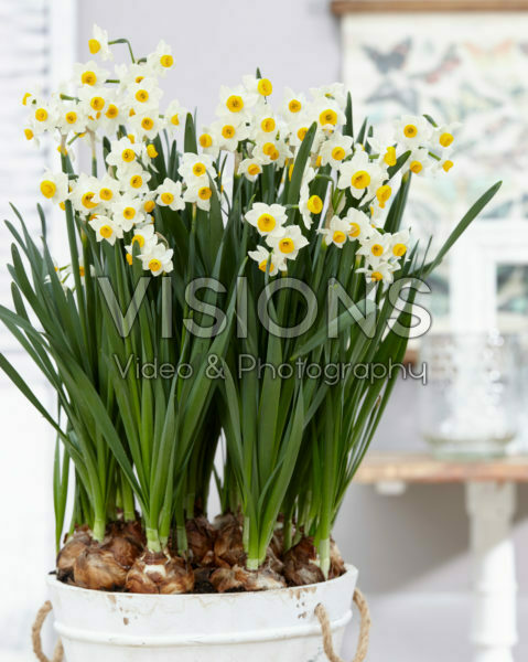 Narcissus Italicus 