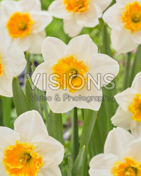 Narcissus grootkronig Narcissus grootkronig