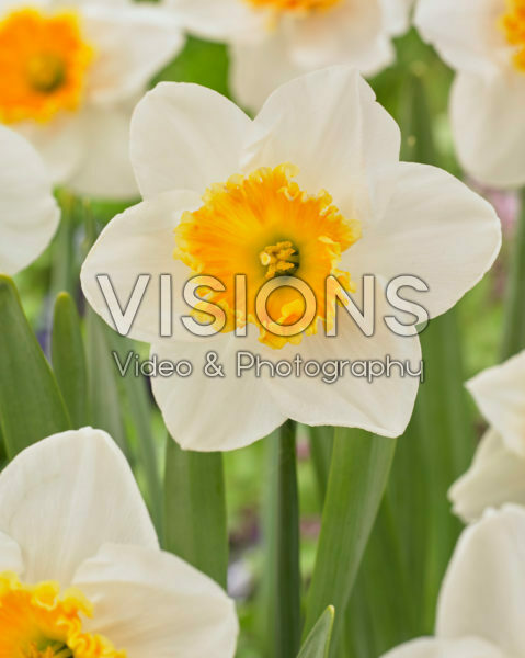 Narcissus grootkronig