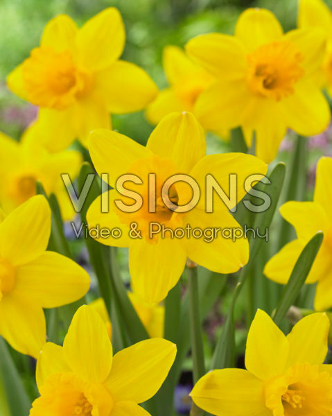Narcissus Golden Regency Narcissus Golden Regency
