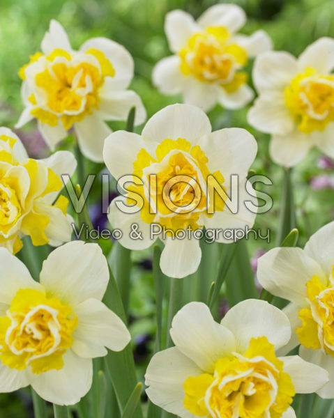 Narcissus Wave Narcissus Wave