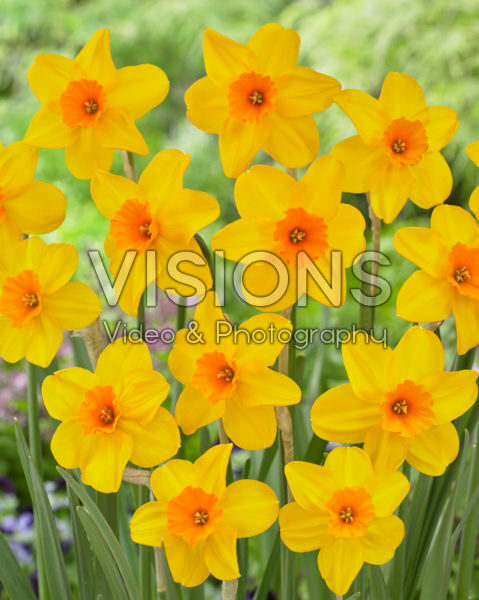 Narcissus Pappy George