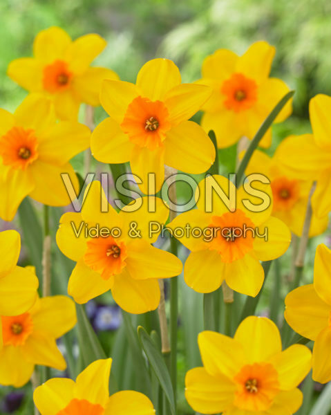 Narcissus Pappy George Narcissus Pappy George