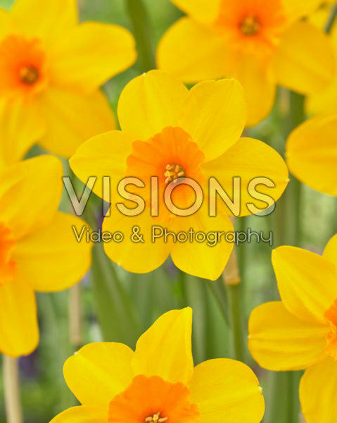 Narcissus Pappy George Narcissus Pappy George