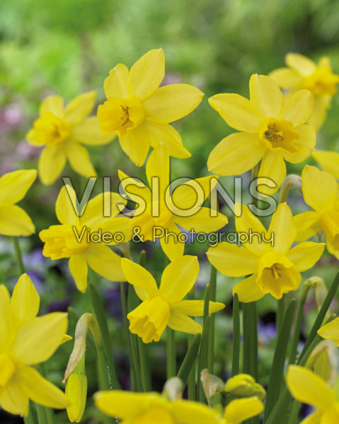 Narcissus Yellow Sailboat Narcissus Yellow Sailboat