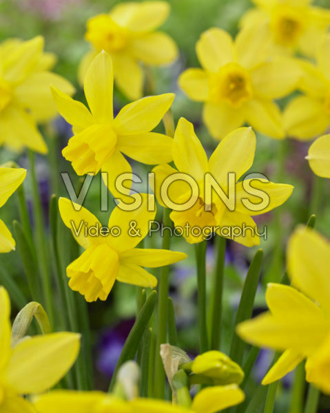 Narcissus Yellow Sailboat