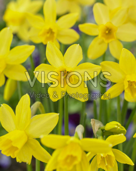 Narcissus Yellow Sailboat Narcissus Yellow Sailboat