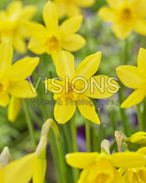 Narcissus Yellow Sailboat Narcissus Yellow Sailboat