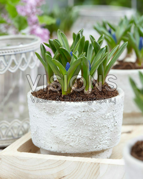 Muscari Blue Moon