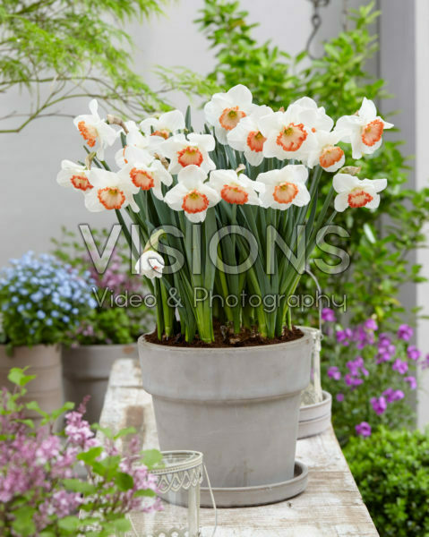 Narcissus 6-83 Van Kampen