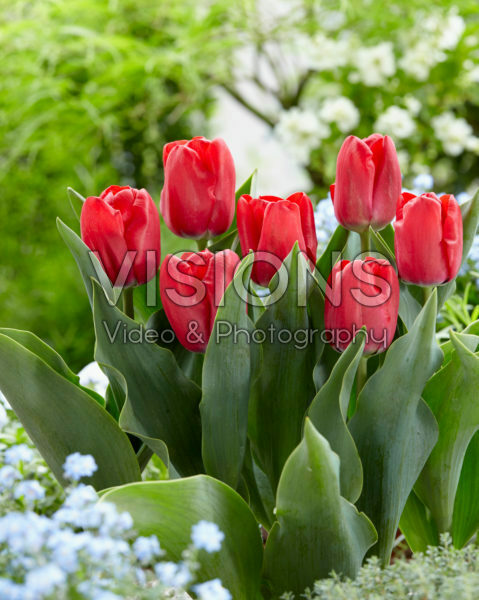 Tulipa Dean