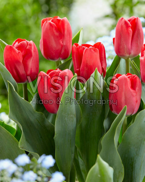 Tulipa Dean Tulipa Dean