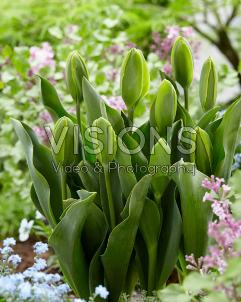 Tulipa Green Power Tulipa Green Power