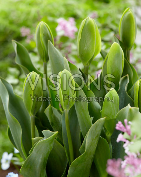 Tulipa Green Power