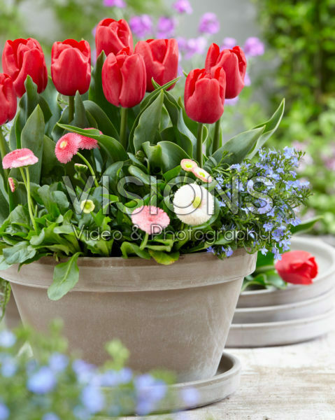 Tulipa Dean