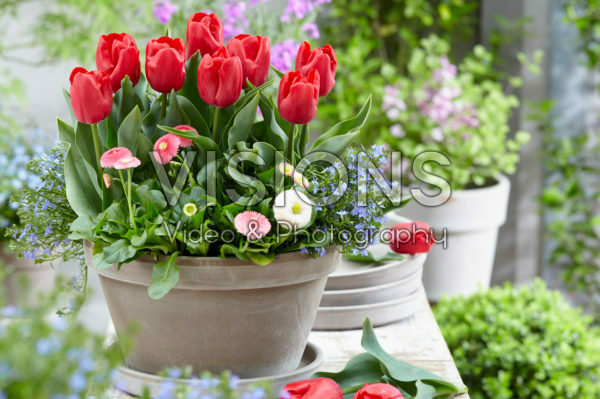 Tulipa Dean Tulipa Dean