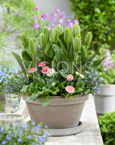 Tulipa Green Power