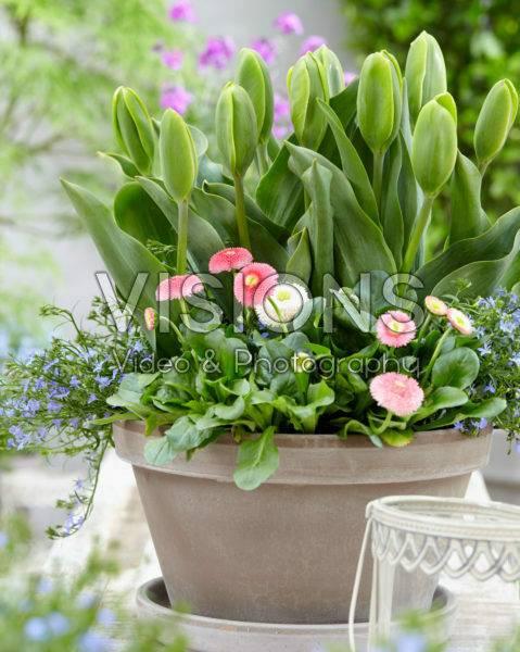 Tulipa Green Power Tulipa Green Power