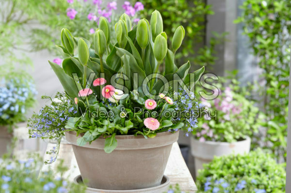 Tulipa Green Power Tulipa Green Power