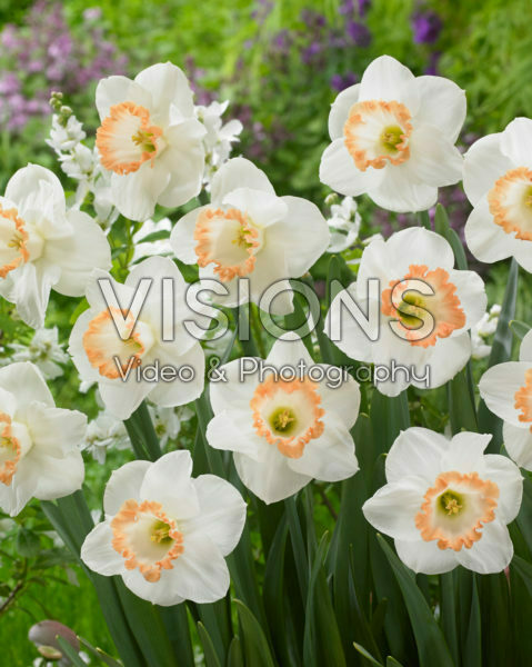 Narcissus Spring Pride Narcissus Spring Pride