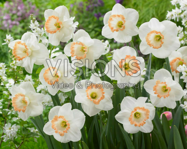 Narcissus Spring Pride Narcissus Spring Pride