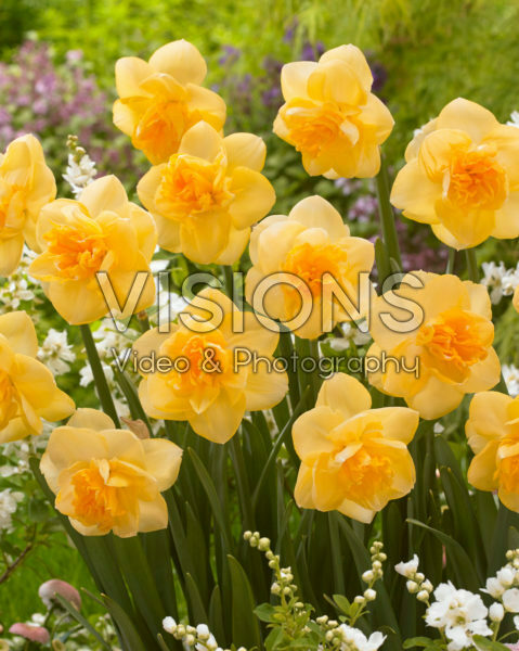 Narcissus Orange Juice Narcissus Orange Juice
