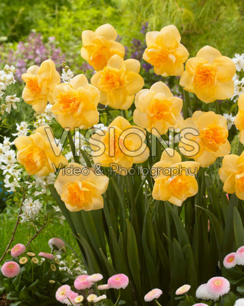 Narcissus Orange Juice