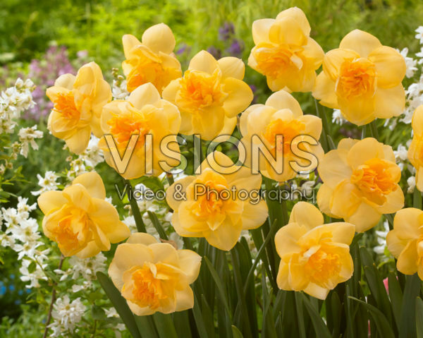 Narcissus Orange Juice Narcissus Orange Juice